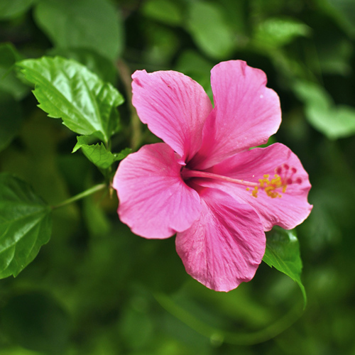 Fu Rong Ye (Hibiscus leaves) plant