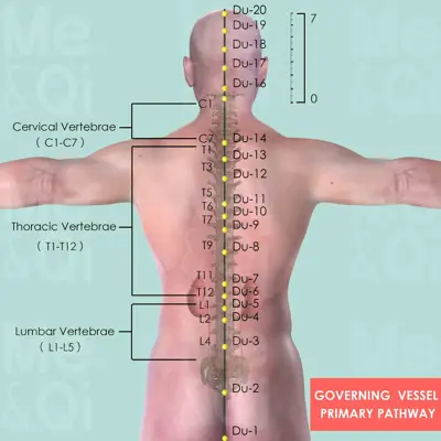 Governing  Vessel Primary pathway pathway