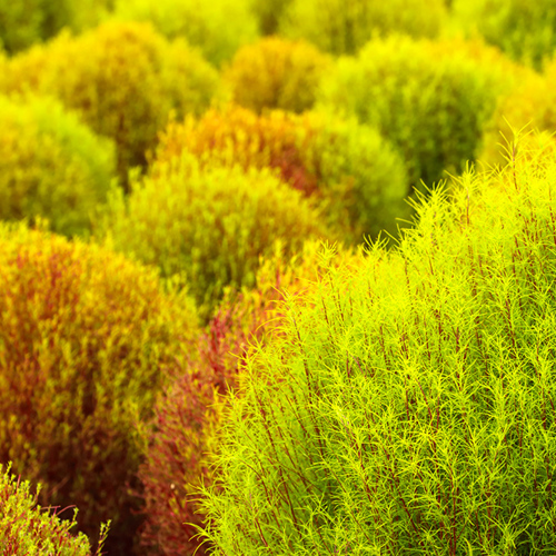 Di Fu Zi (Kochia fruits) plant
