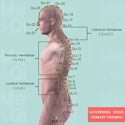 Governing  Vessel Primary pathway pathway