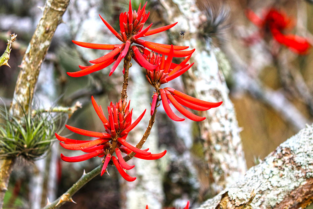Hai Tong Pi (Erythrinae barks) plant