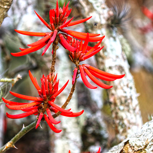 Hai Tong Pi (Erythrinae barks) plant