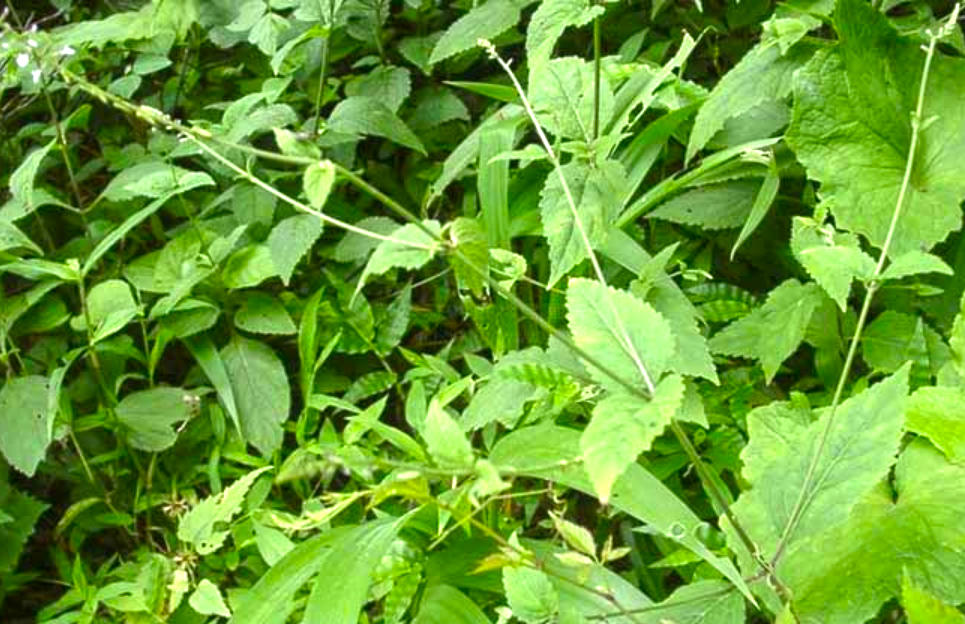 Tou Gu Cao (Garden Balsam Stems) plant
