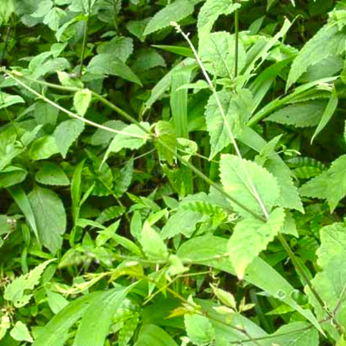 Tou Gu Cao (Garden Balsam Stems) plant
