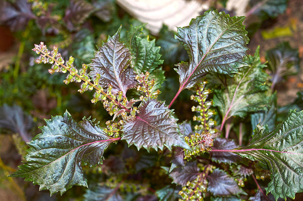 Zi Su Geng (Perilla stems) plant