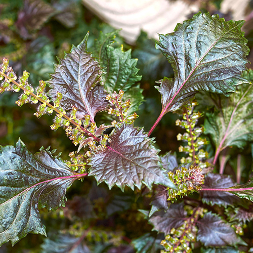 Zi Su Geng (Perilla stems) plant