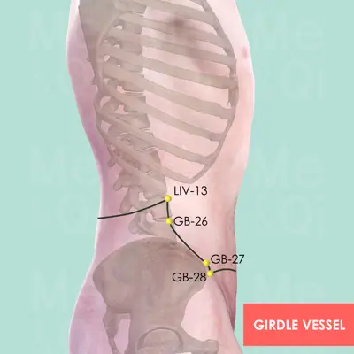 Girdle Vessel  pathway