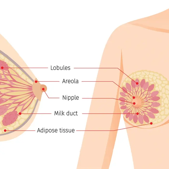 Nipples, Areola and Milk Ducts
