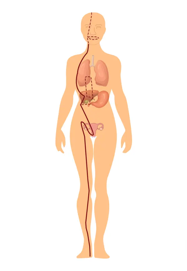 Liver Meridian pathway diagram