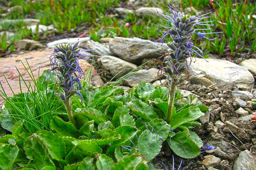 Hu Huang Lian (Picrorhiza rhizomes) plant