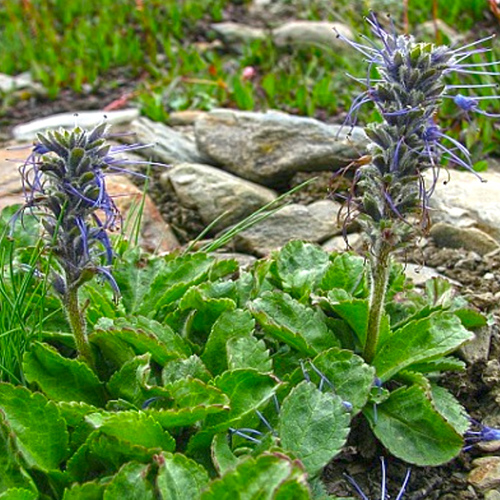 Hu Huang Lian (Picrorhiza rhizomes) plant