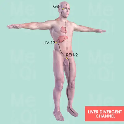 Liver Divergent Channel pathway