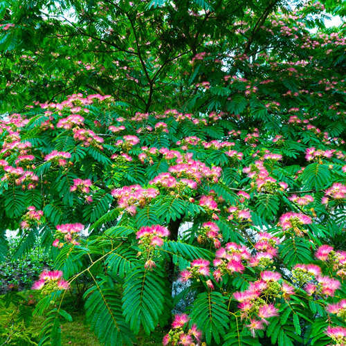 He Huan Pi (Silktree albizia barks) plant