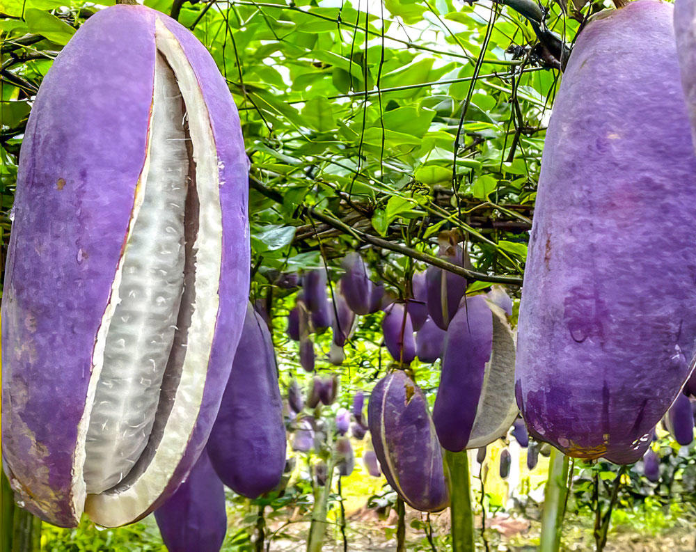 Ba Yue Zha (Akebia fruits) plant