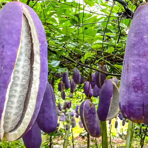 Ba Yue Zha (Akebia fruits) plant