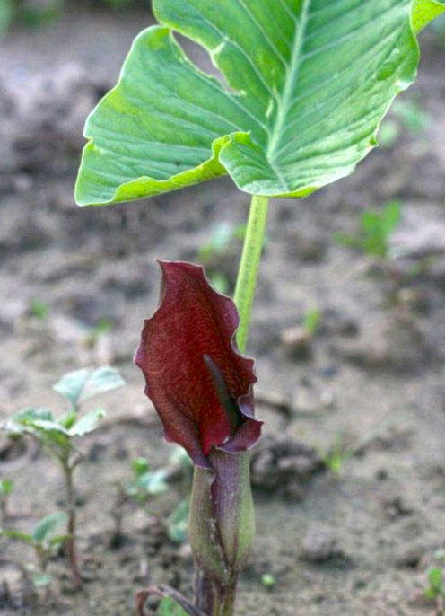 Bai Fu Zi (Giant Typhonium rhizomes) plant