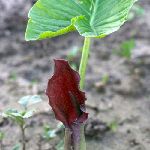 Bai Fu Zi (Giant Typhonium rhizomes) plant