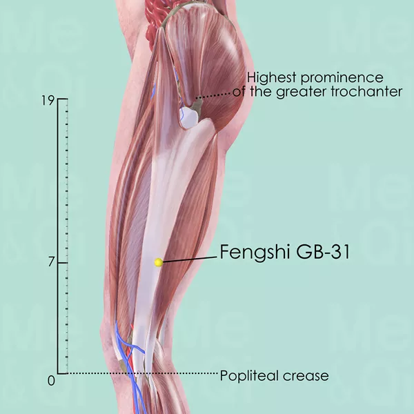 Fengshi GB-31 - Muscles view - Acupuncture point on Gall Bladder Channel