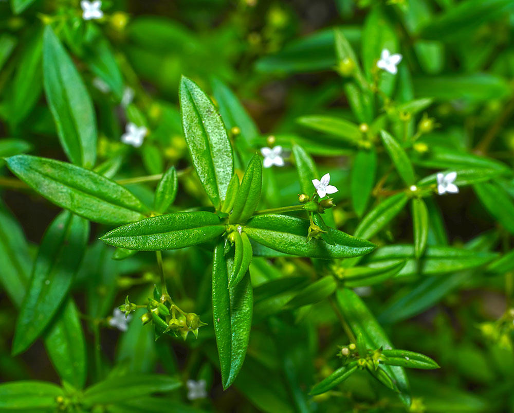 Bai Hua She She Cao (Oldenlandia) plant