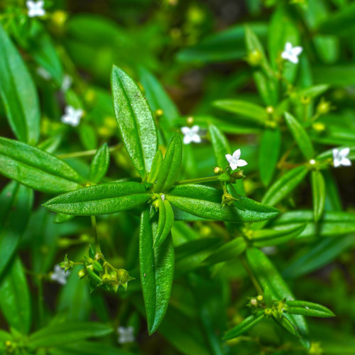 Bai Hua She She Cao (Oldenlandia) plant