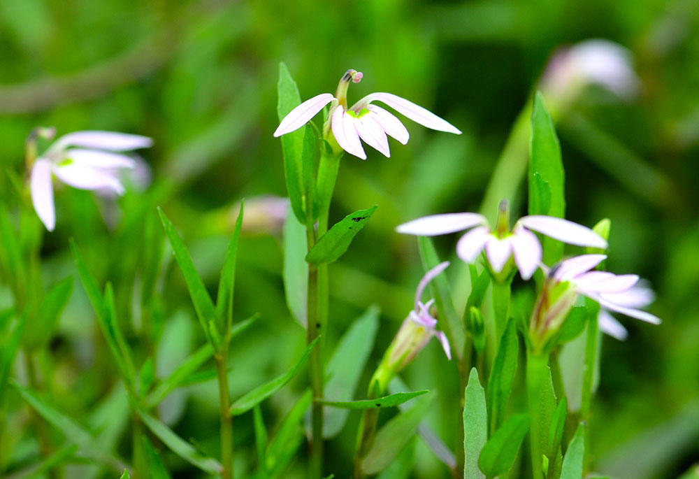 Ban Bian Lian (Chinese Lobelia herbs) plant