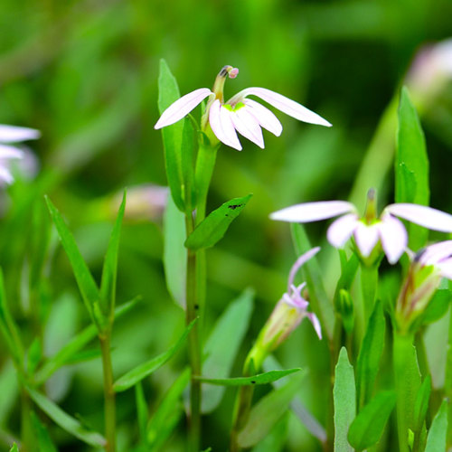 Ban Bian Lian (Chinese Lobelia herbs) plant