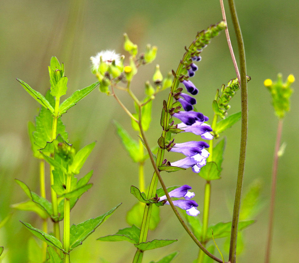 Ban Zhi Lian (Barbat Skullcap herb) plant