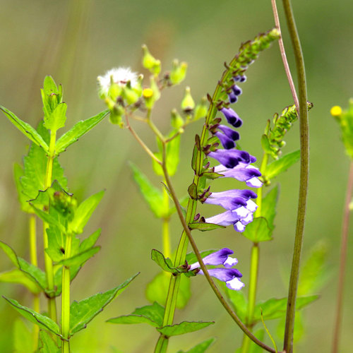Ban Zhi Lian (Barbat Skullcap herb) plant