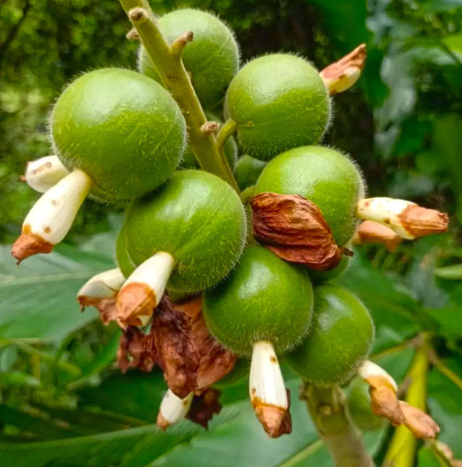Cao Dou Kou (Katsumada Galangal Seeds) plant