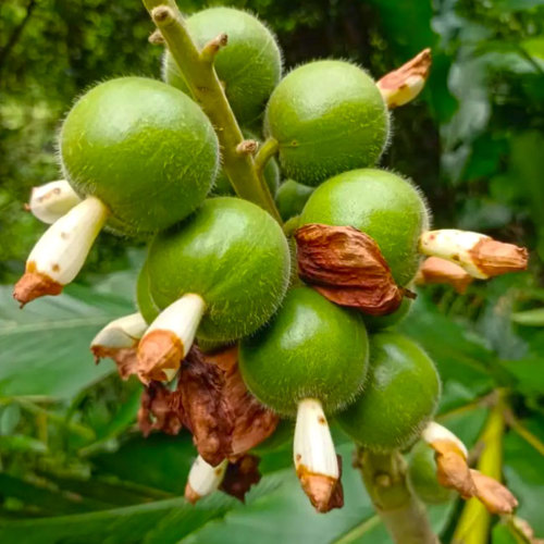 Cao Dou Kou (Katsumada Galangal Seeds) plant