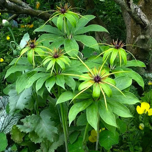 Chong Lou (Paris rhizomes) plant