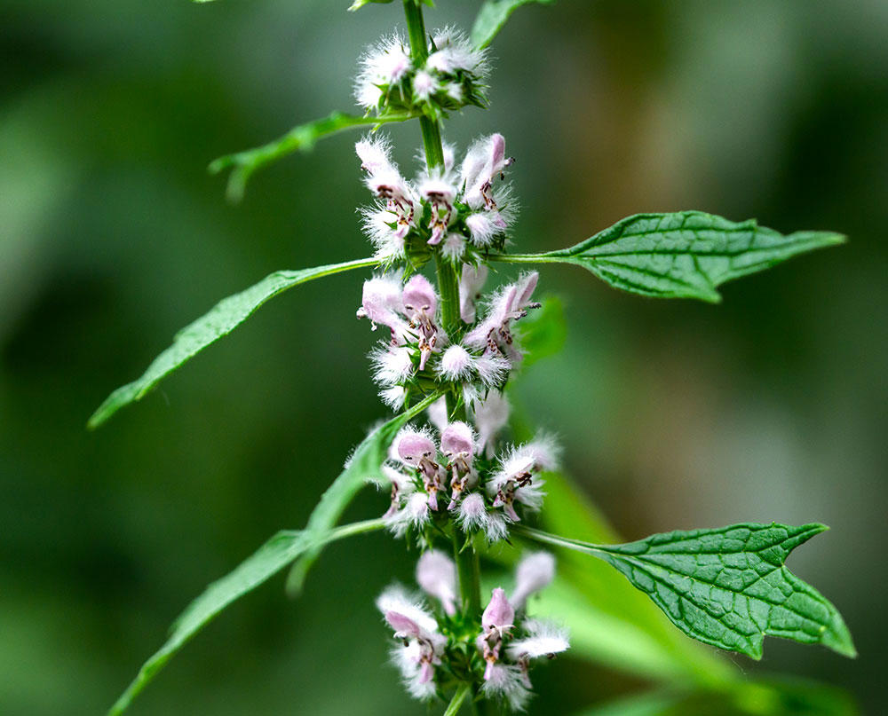 Chong Wei Zi (Motherwort fruits) plant