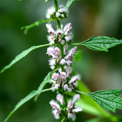 Chong Wei Zi (Motherwort fruits) plant