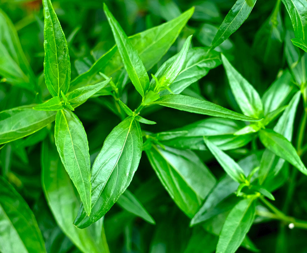 Chuan Xin Lian (Andrographis herbs) plant