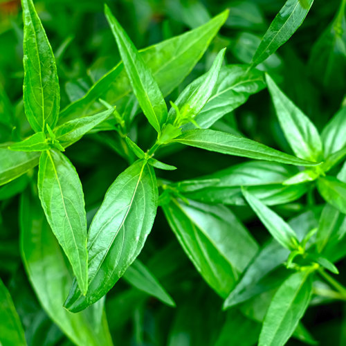 Chuan Xin Lian (Andrographis herbs) plant