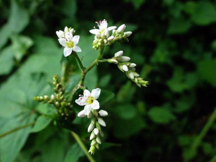 Jin Qiao Mai (Perennial buckwheat roots) plant