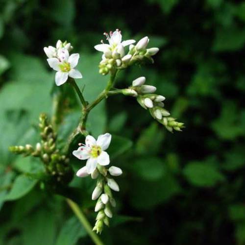 Jin Qiao Mai (Perennial buckwheat roots) plant