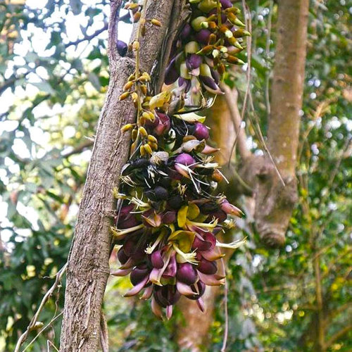 Da Xue Teng (Sargentodoxa stems) plant