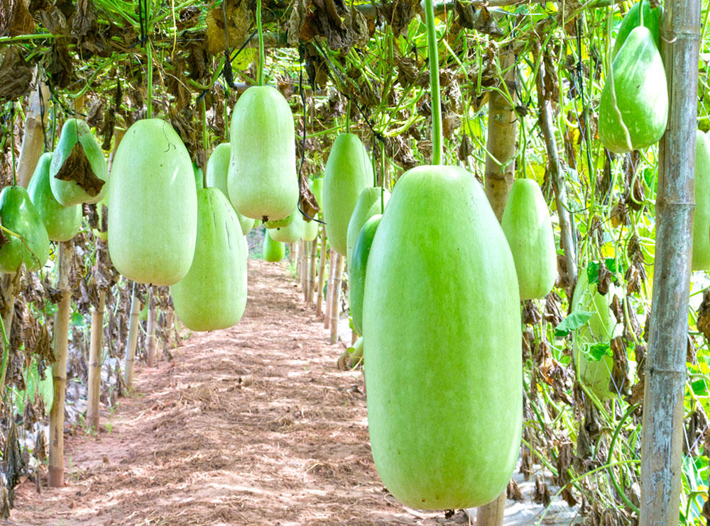 Dong Gua Pi (Wax gourd peels) plant