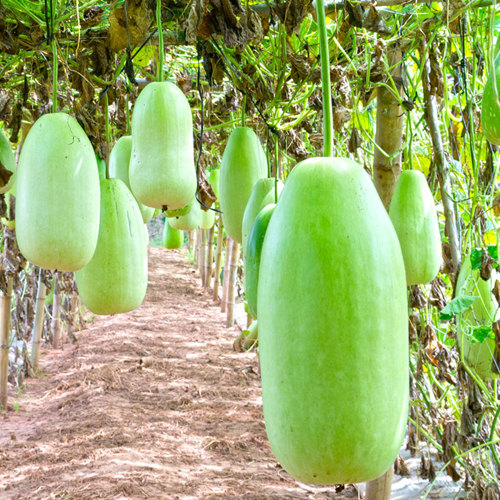 Dong Gua Pi (Wax gourd peels) plant