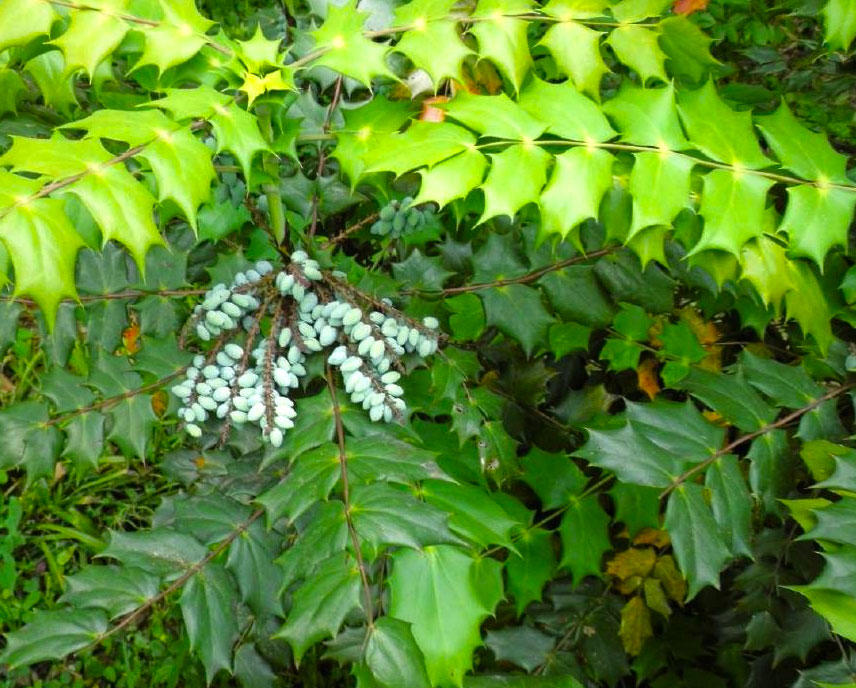 Gong Lao Ye (Chinese holly leaves) plant