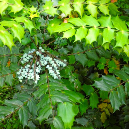 Gong Lao Ye (Chinese holly leaves) plant
