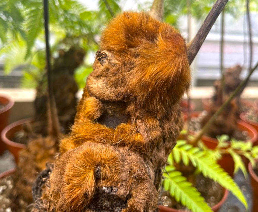 Gou Ji (Cibot rhizomes) plant