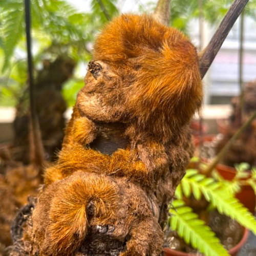 Gou Ji (Cibot rhizomes) plant