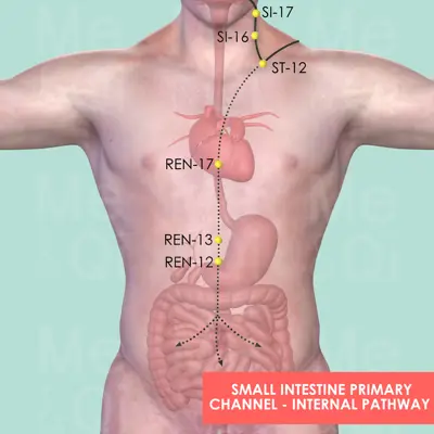 Small Intestine Primary Channel pathway