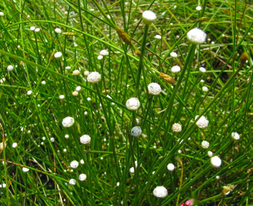Gu Jing Cao (Pipewort flowers) plant