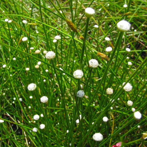 Gu Jing Cao (Pipewort flowers) plant