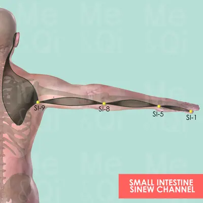 Small Intestine Sinew Channel pathway