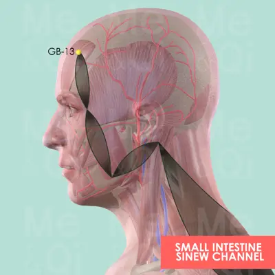 Small Intestine Sinew Channel pathway