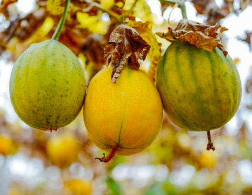 Gua Lou Pi (Snake gourd peels) plant